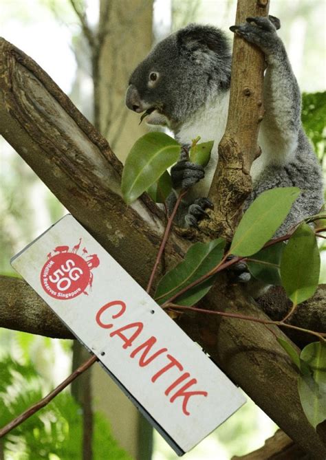 Implementasi Pendidikan tentang Koala di Indonesia